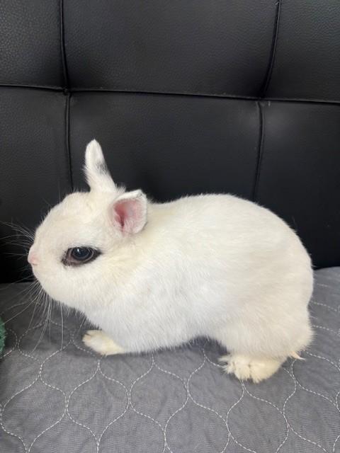 Enlarge Po, a Adoptable mixed breed in Navarre, FL image 1/2