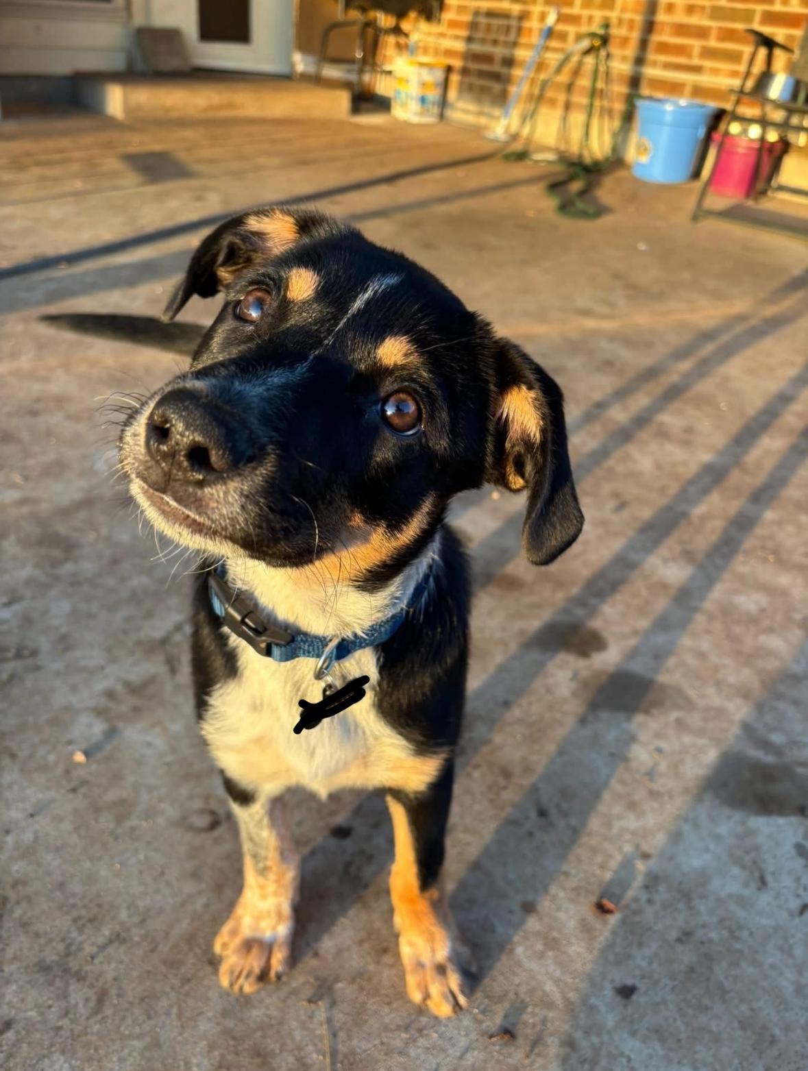 River, Adopted, Young Male Australian Kelpie.