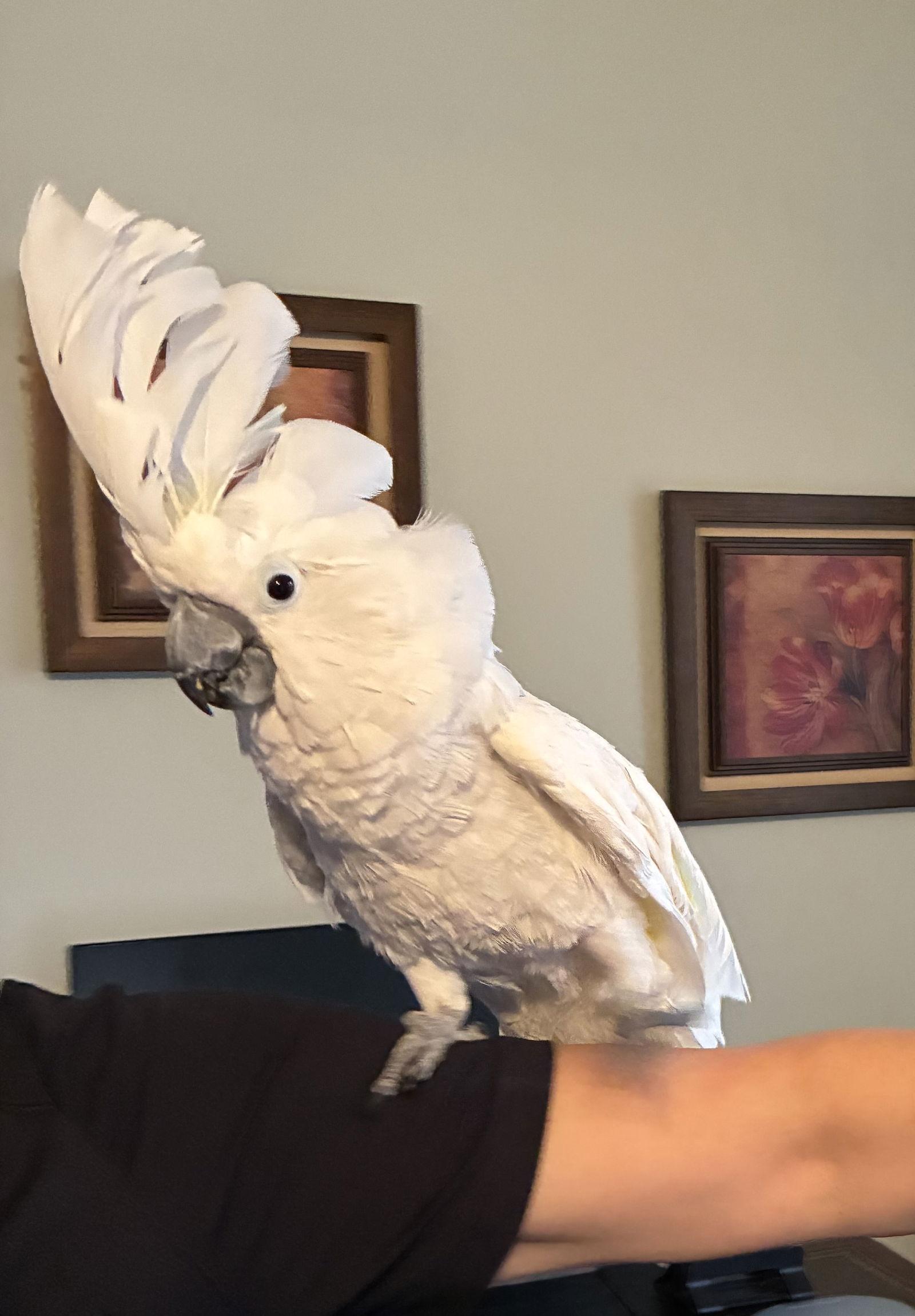 Enlarge Frankie, a Adopted Cockatoo in Belford, NJ image 1/3