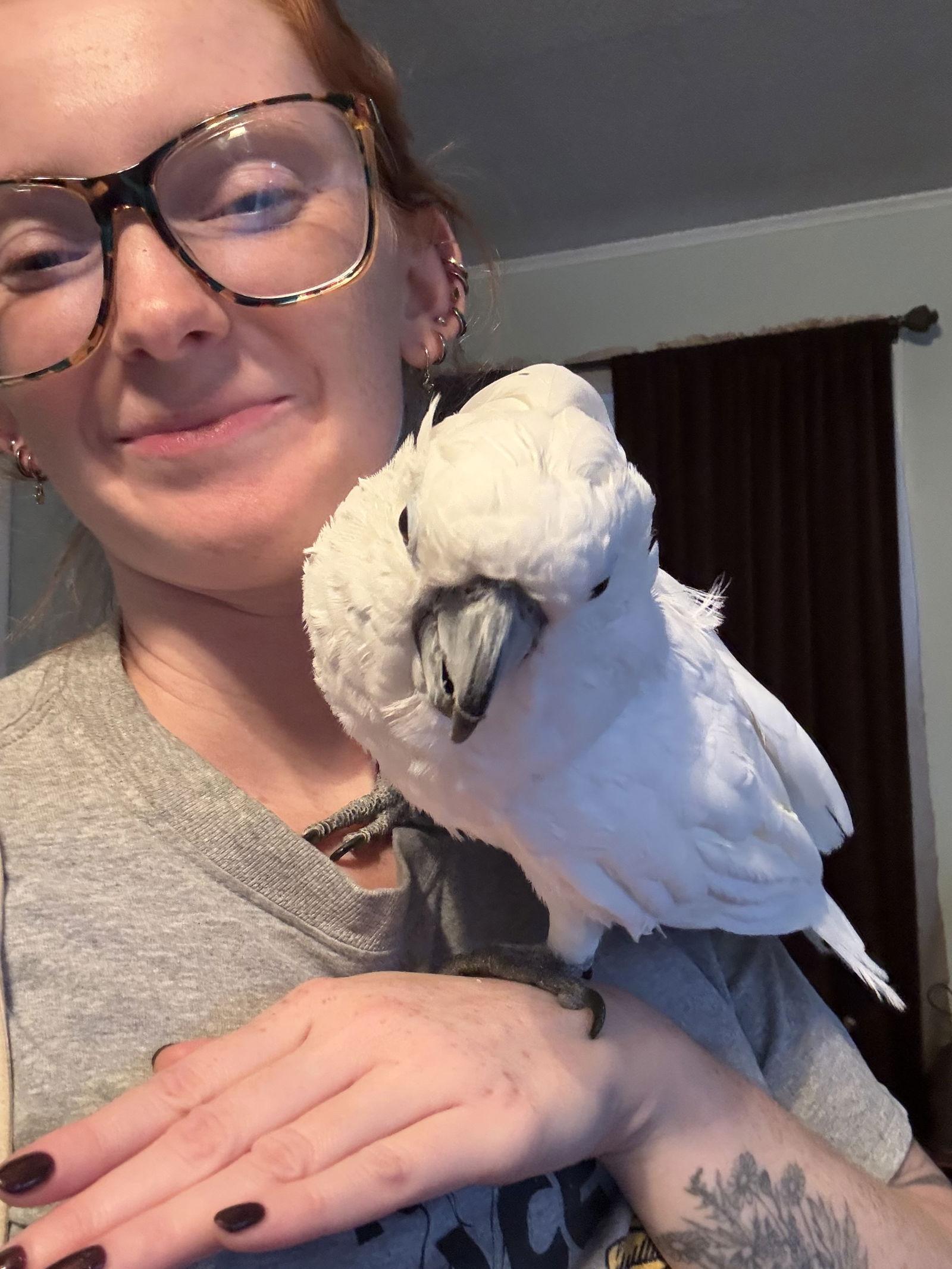 Enlarge Frankie, a Adopted Cockatoo in Belford, NJ image 3/3