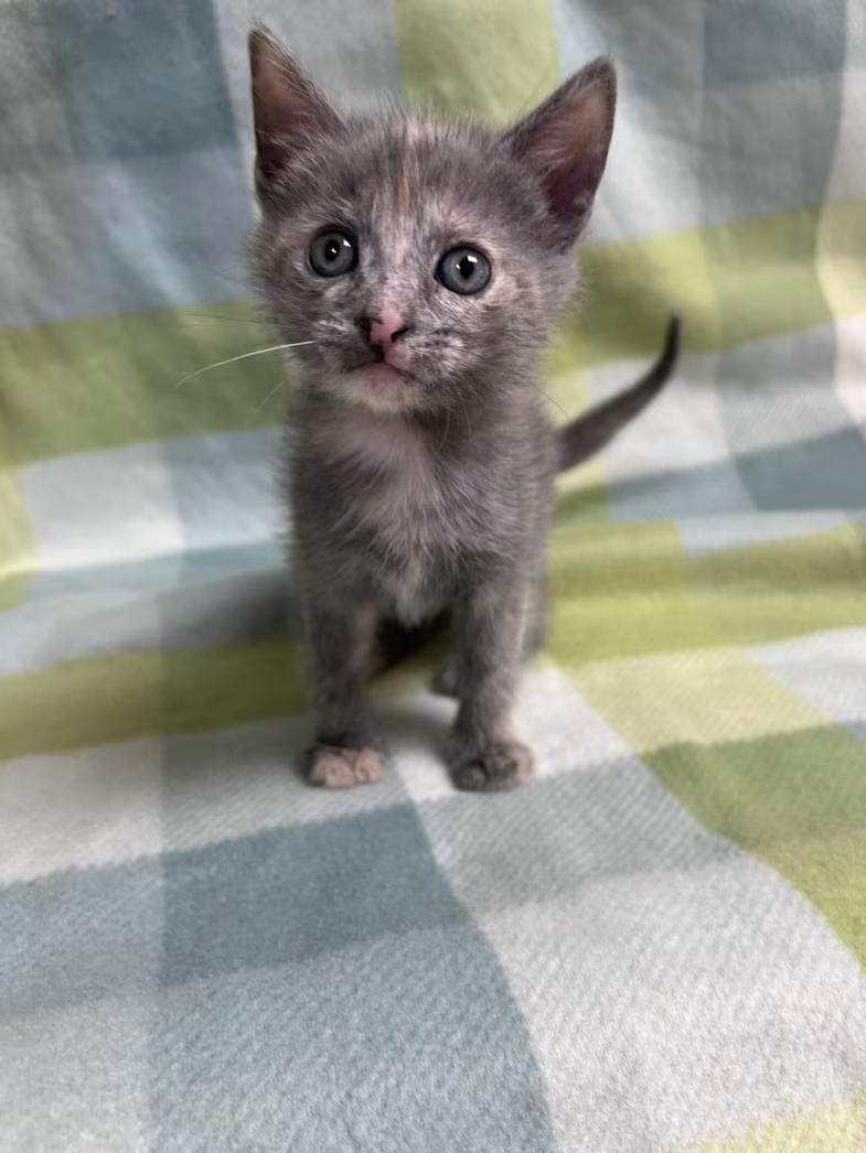Violet, ADOPTABLE, Kitten Female Domestic Short Hair & Dilute Tortoiseshell.