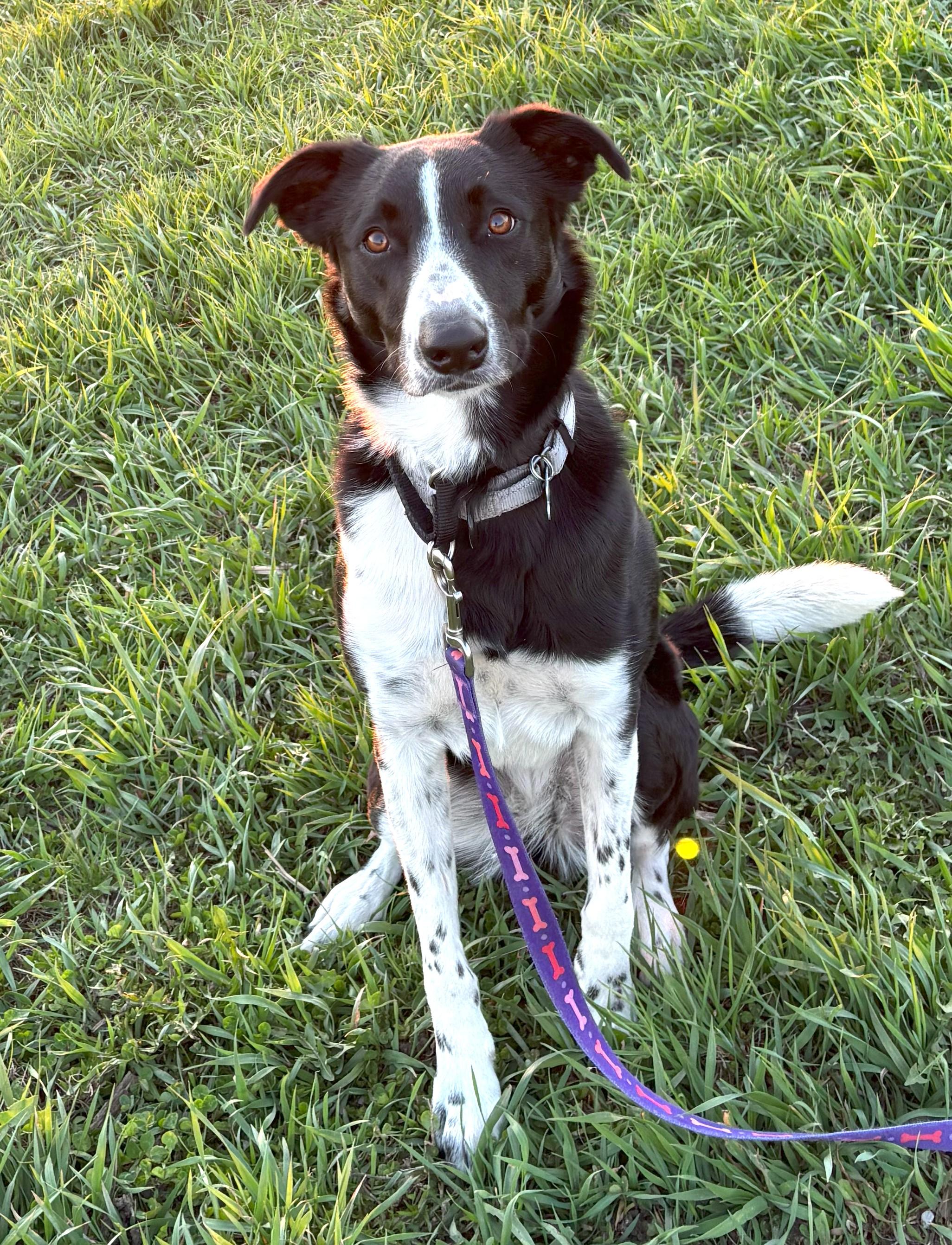 Nala photo 2