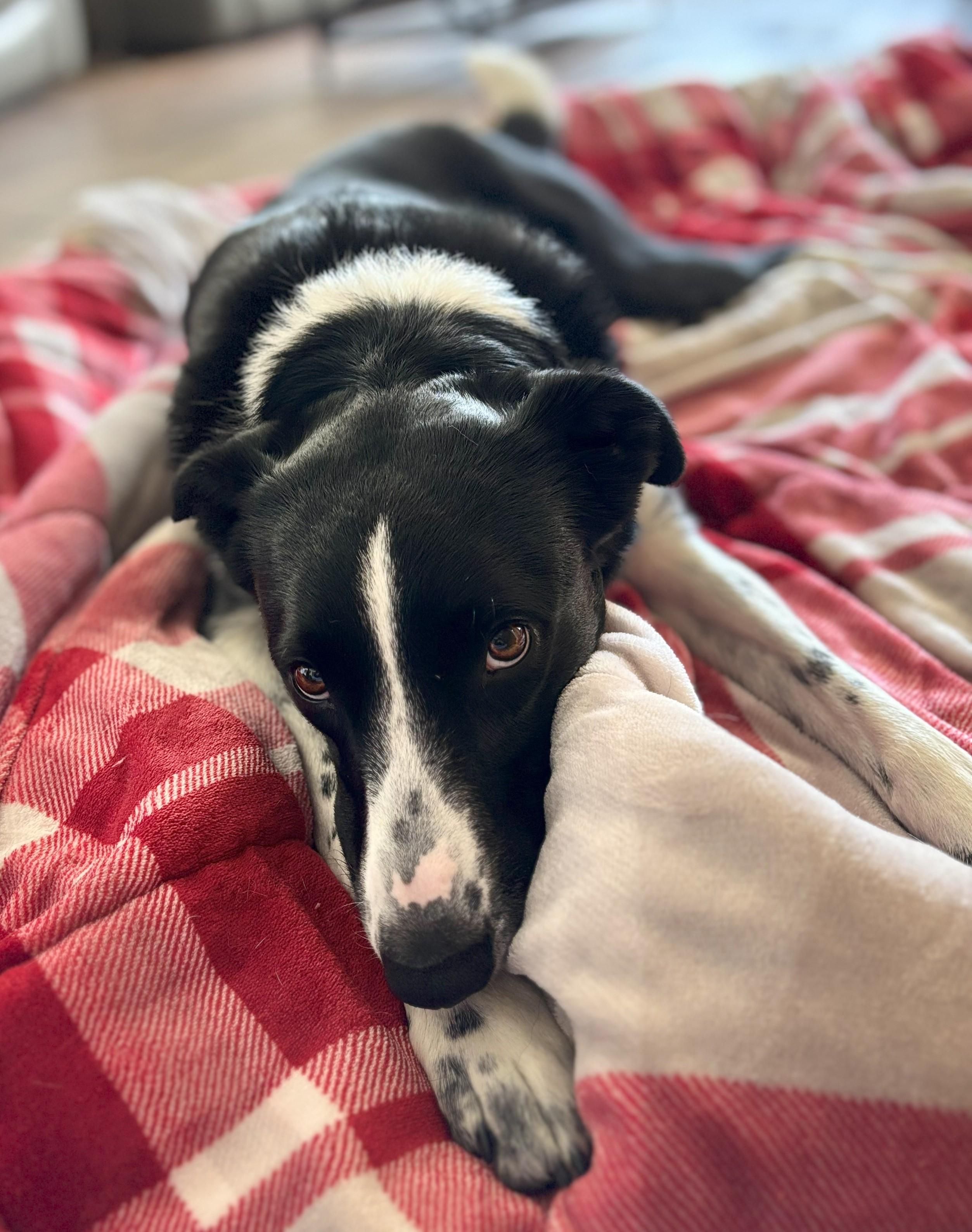 Nala, Young Female Border Collie