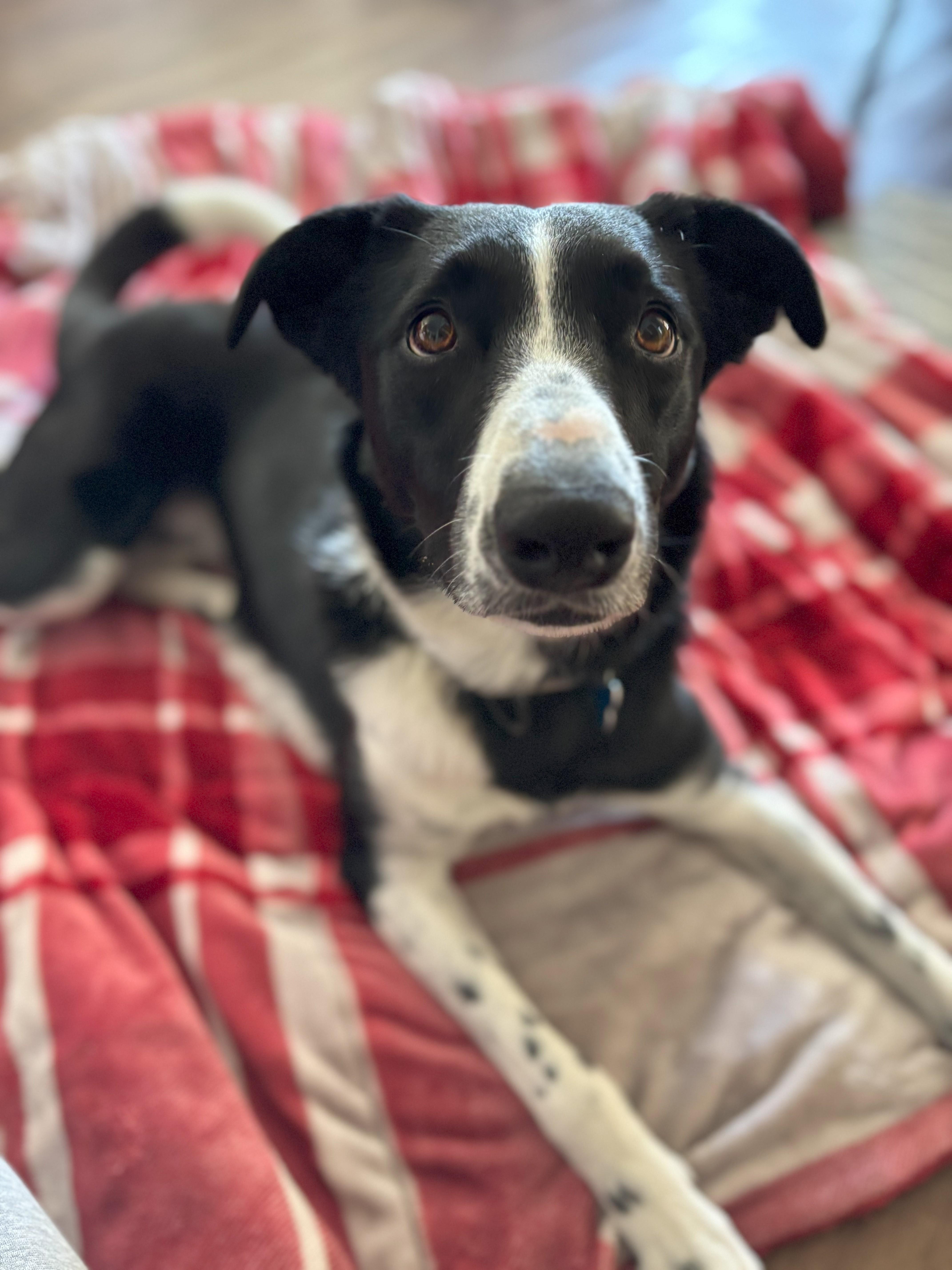 Nala photo 4