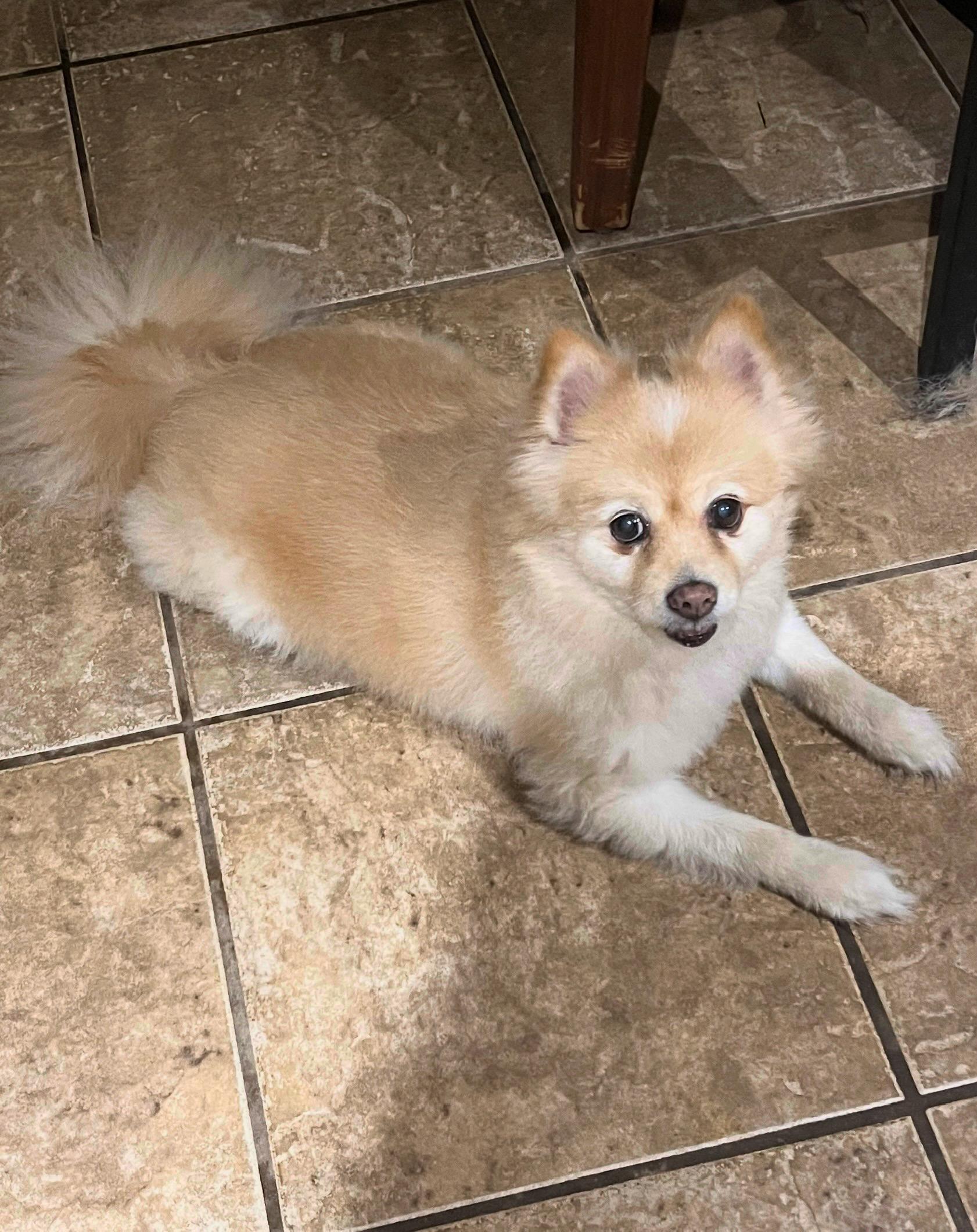 Truffles, Senior Female Pomeranian