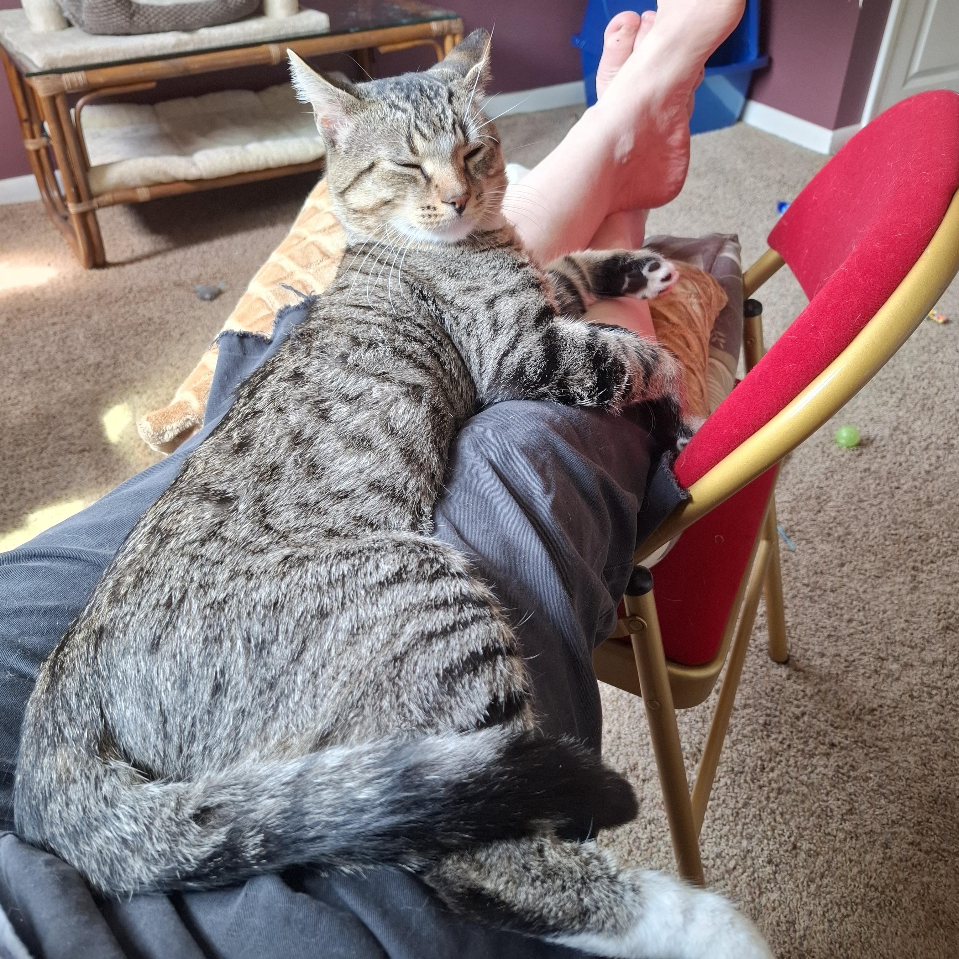 Enlarge Hank, a Adoptable Tabby in Grand Rapids, MI image 4/6