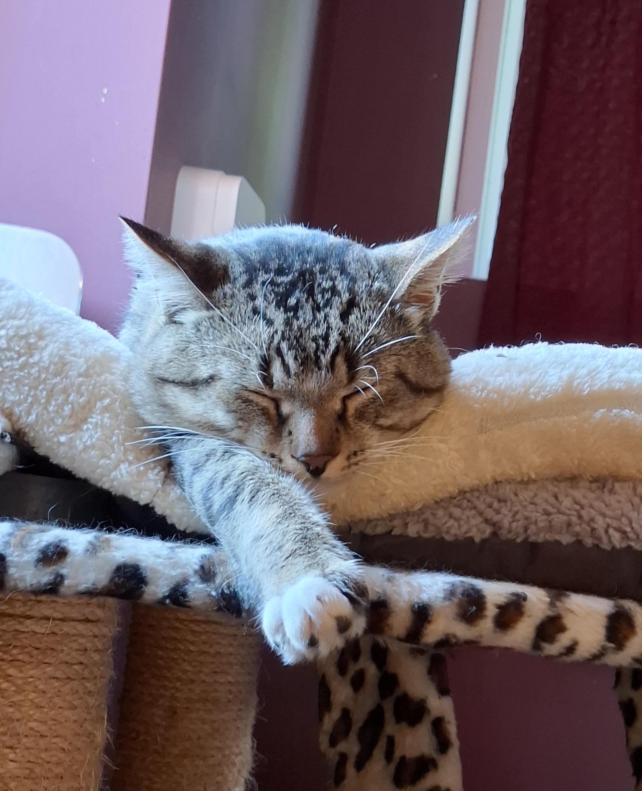 Enlarge Hank, a Adoptable Tabby in Grand Rapids, MI image 3/6