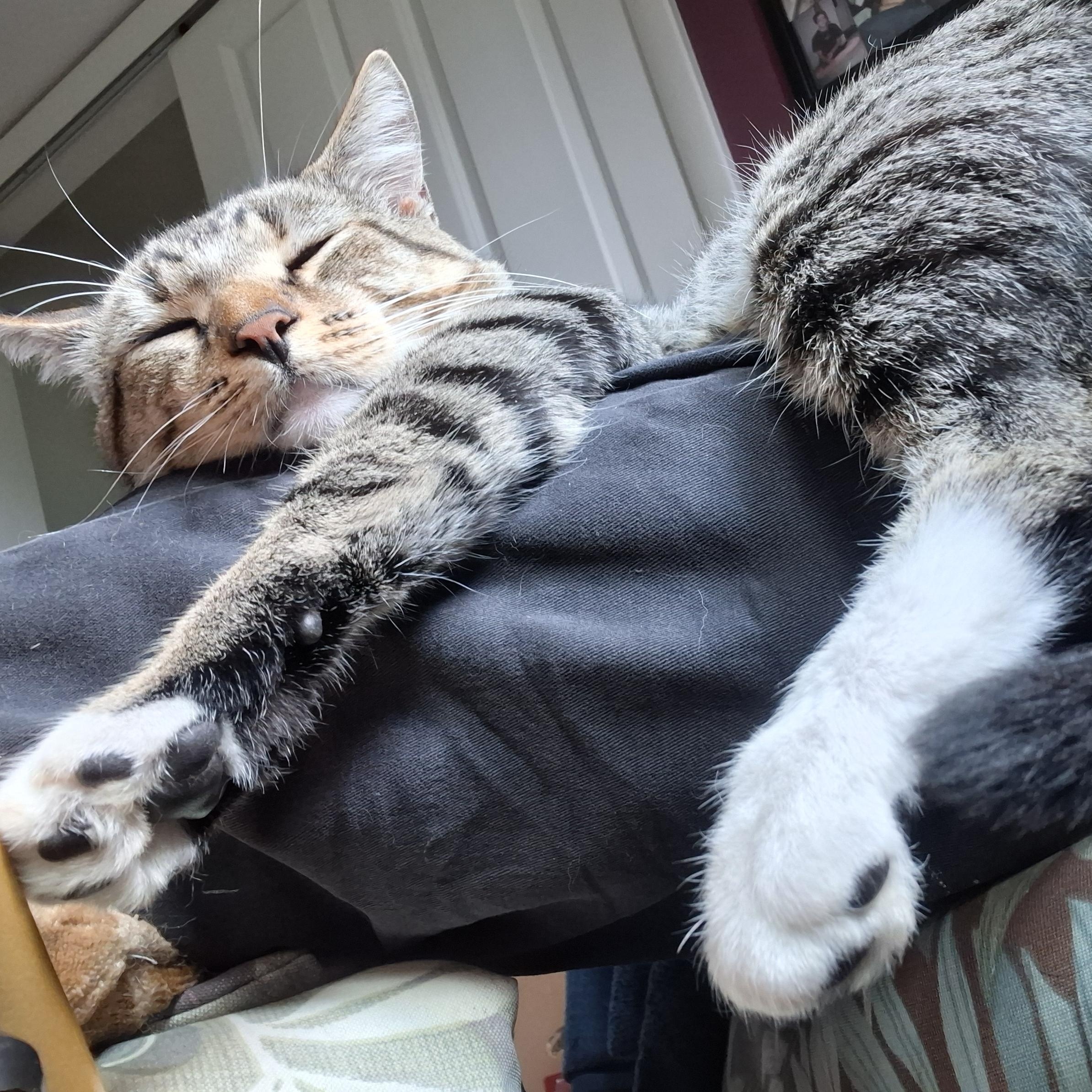 Enlarge Hank, a Adoptable Tabby in Grand Rapids, MI image 5/6