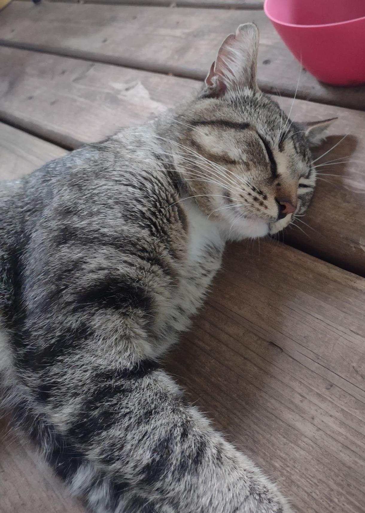 Enlarge Hank, a Adoptable Tabby in Grand Rapids, MI image 6/6