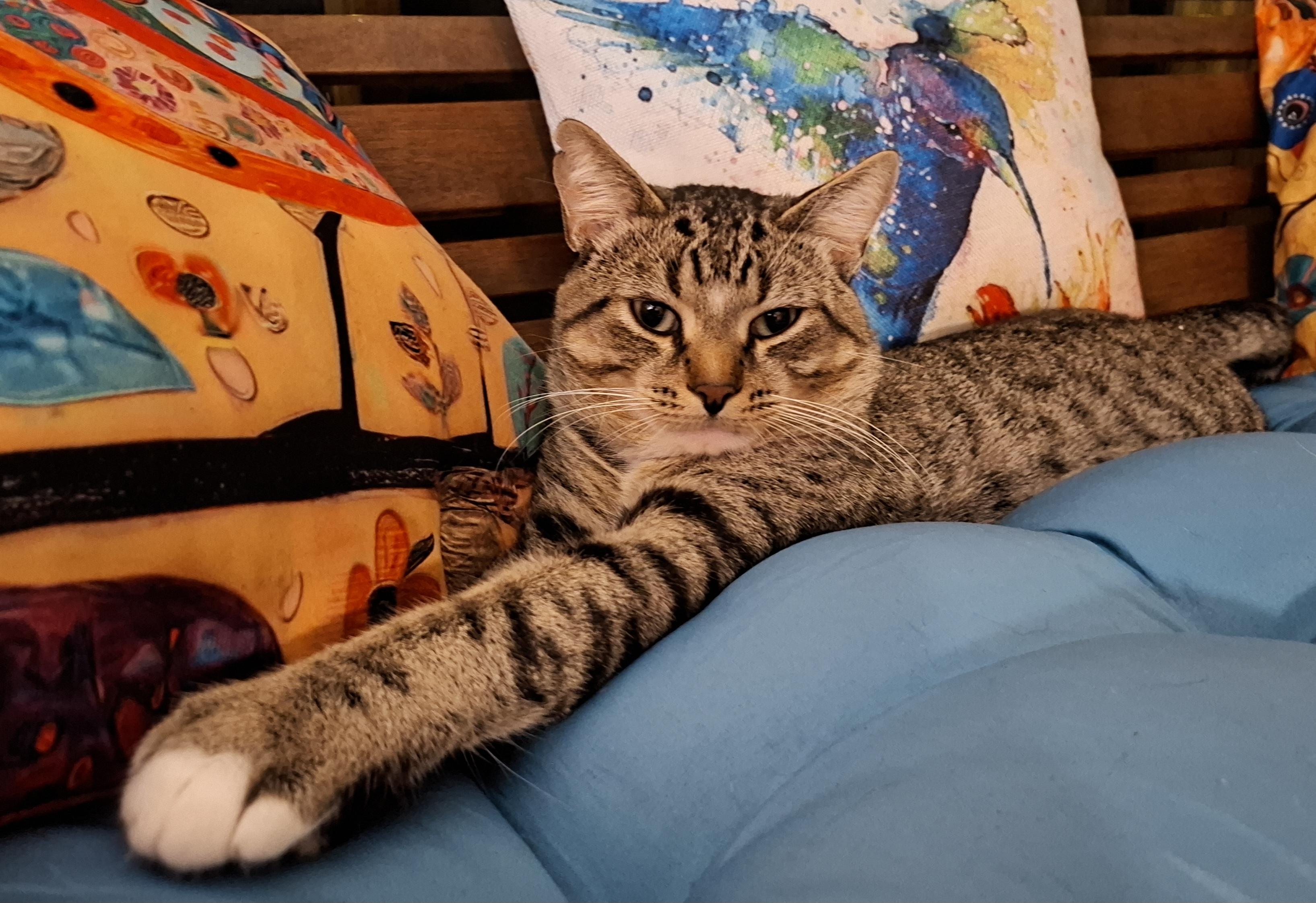 Hank, Adoptable, Young Male Tabby.