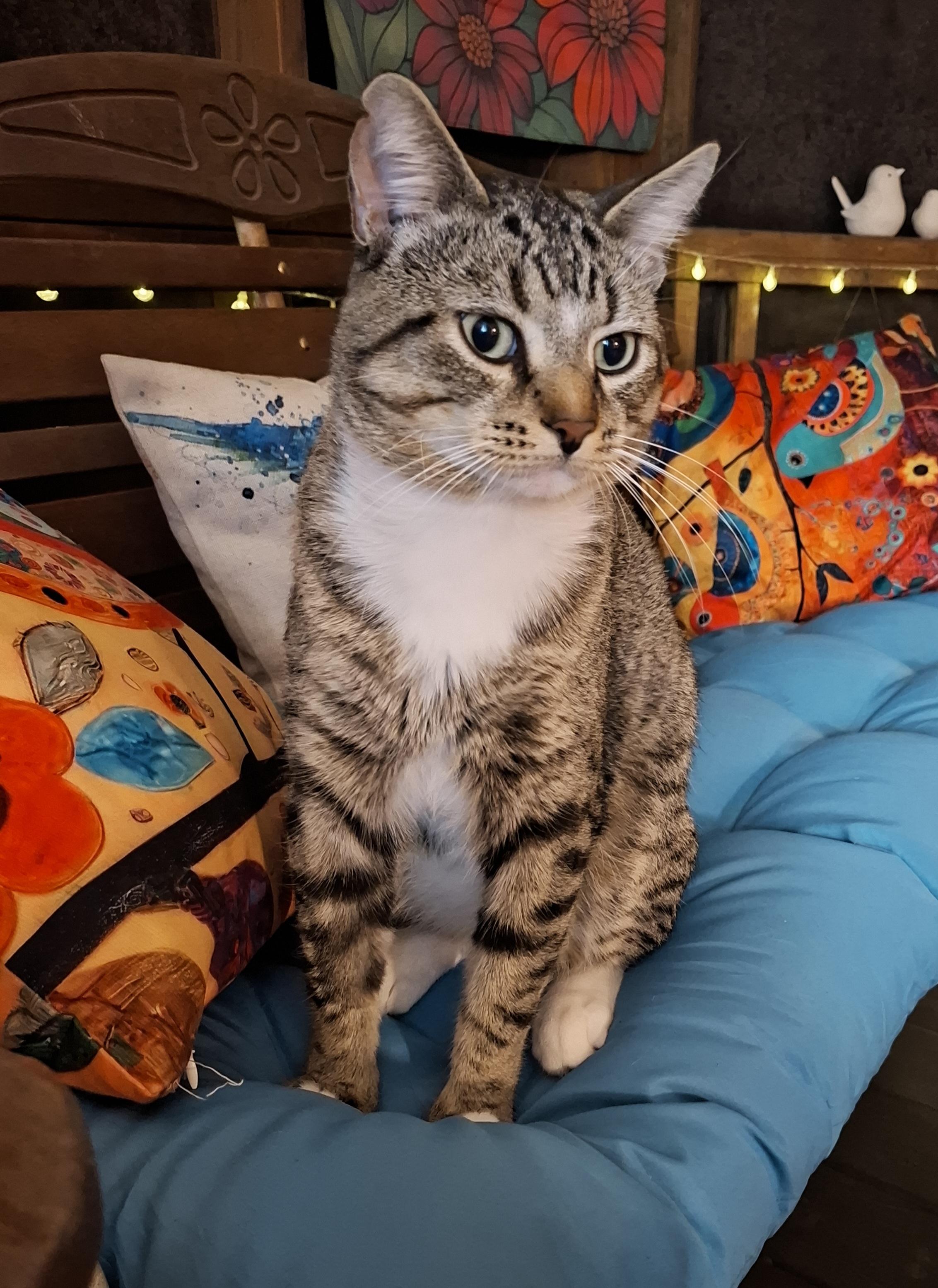 Enlarge Hank, a Adoptable Tabby in Grand Rapids, MI image 2/6