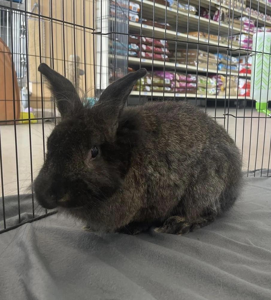 Enlarge Skippy, a Adoptable Lionhead in Troy, AL image 1/1