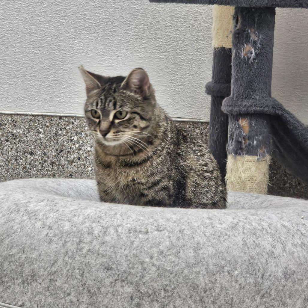 Breeze, Adoptable, Young Female Domestic Short Hair.