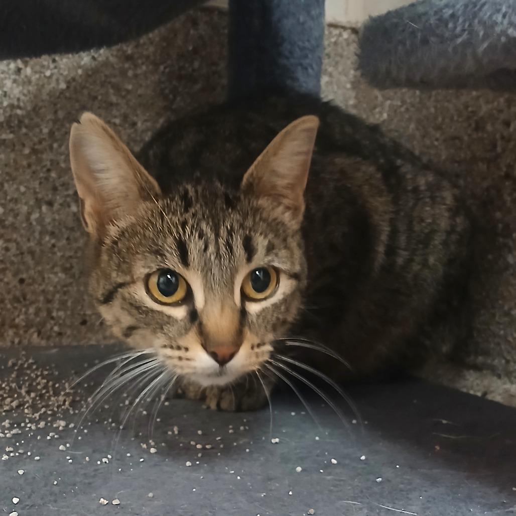 Breeze, Adoptable, Young Female Domestic Short Hair.