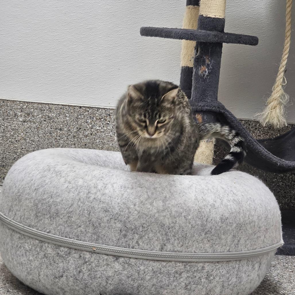 Enlarge Breeze, a Adoptable Domestic Short Hair in Detroit Lakes, MN image 3/6