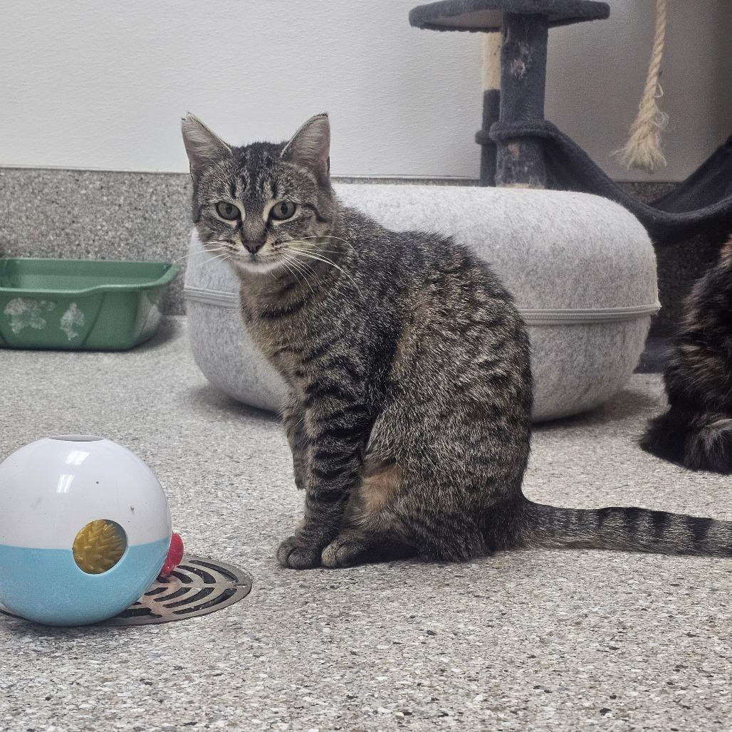 Enlarge Breeze, a Adoptable Domestic Short Hair in Detroit Lakes, MN image 4/6