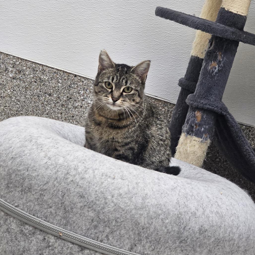 Enlarge Breeze, a Adoptable Domestic Short Hair in Detroit Lakes, MN image 5/6