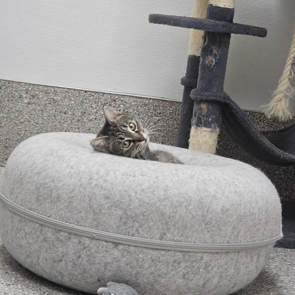 Enlarge Breeze, a Adoptable Domestic Short Hair in Detroit Lakes, MN image 6/6