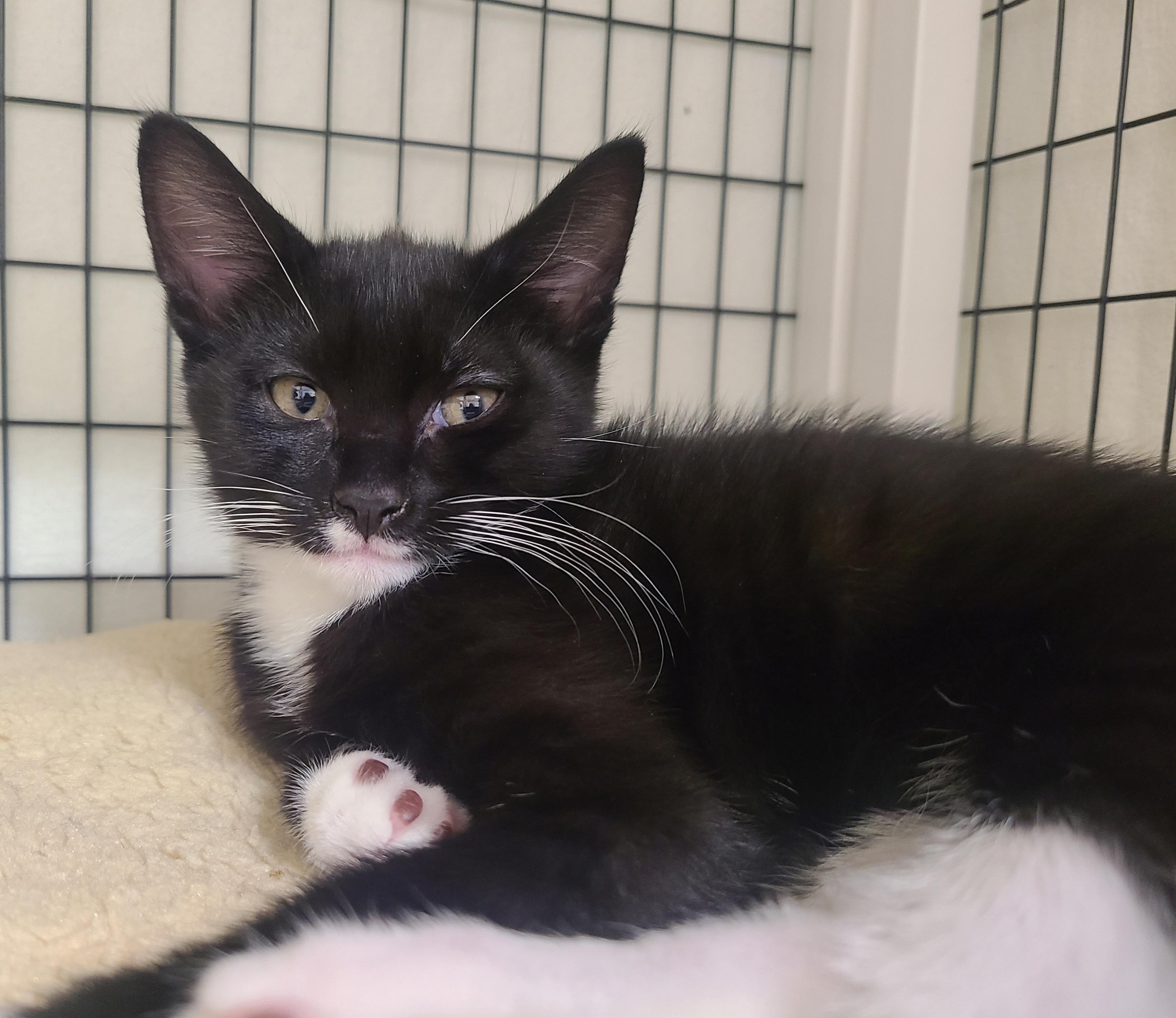 Dusk, Felicity, Haven & Heart