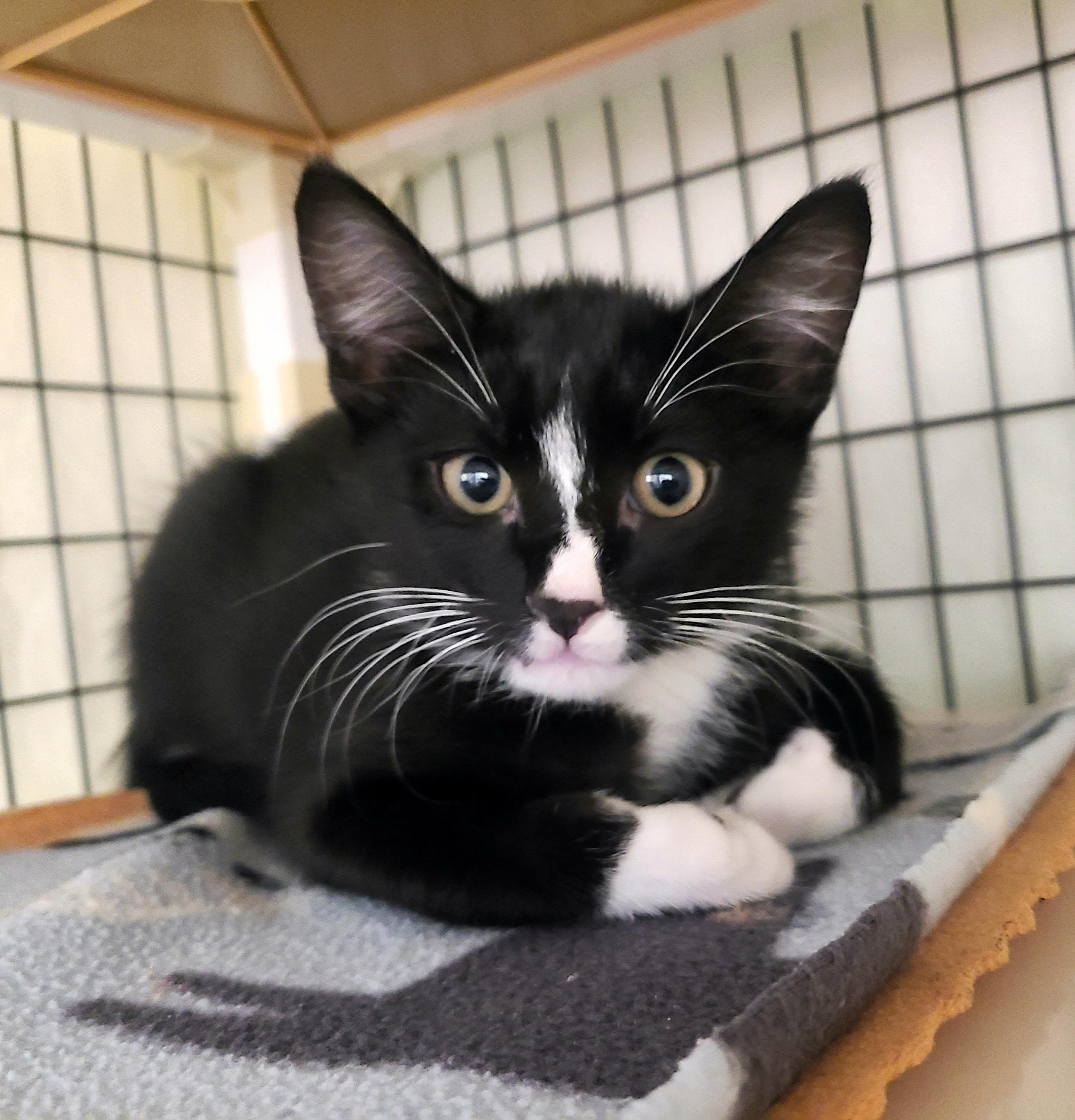 Dusk, Felicity, Haven & Heart