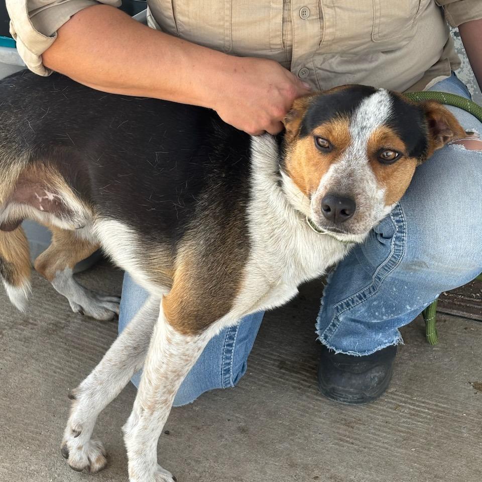 Wrangler, adopted, Adult Male Mixed Breed & Australian Cattle Dog / Blue Heeler.