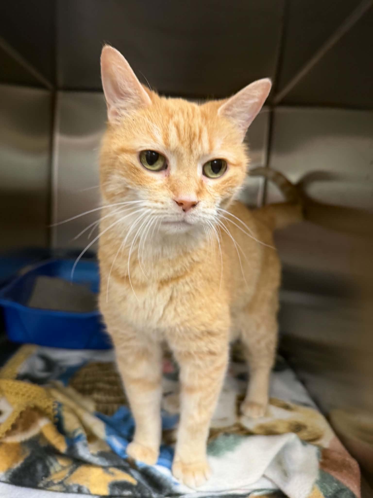 Enlarge Elmira, a ADOPTABLE Domestic Short Hair in Martinsville, IN image 1/1