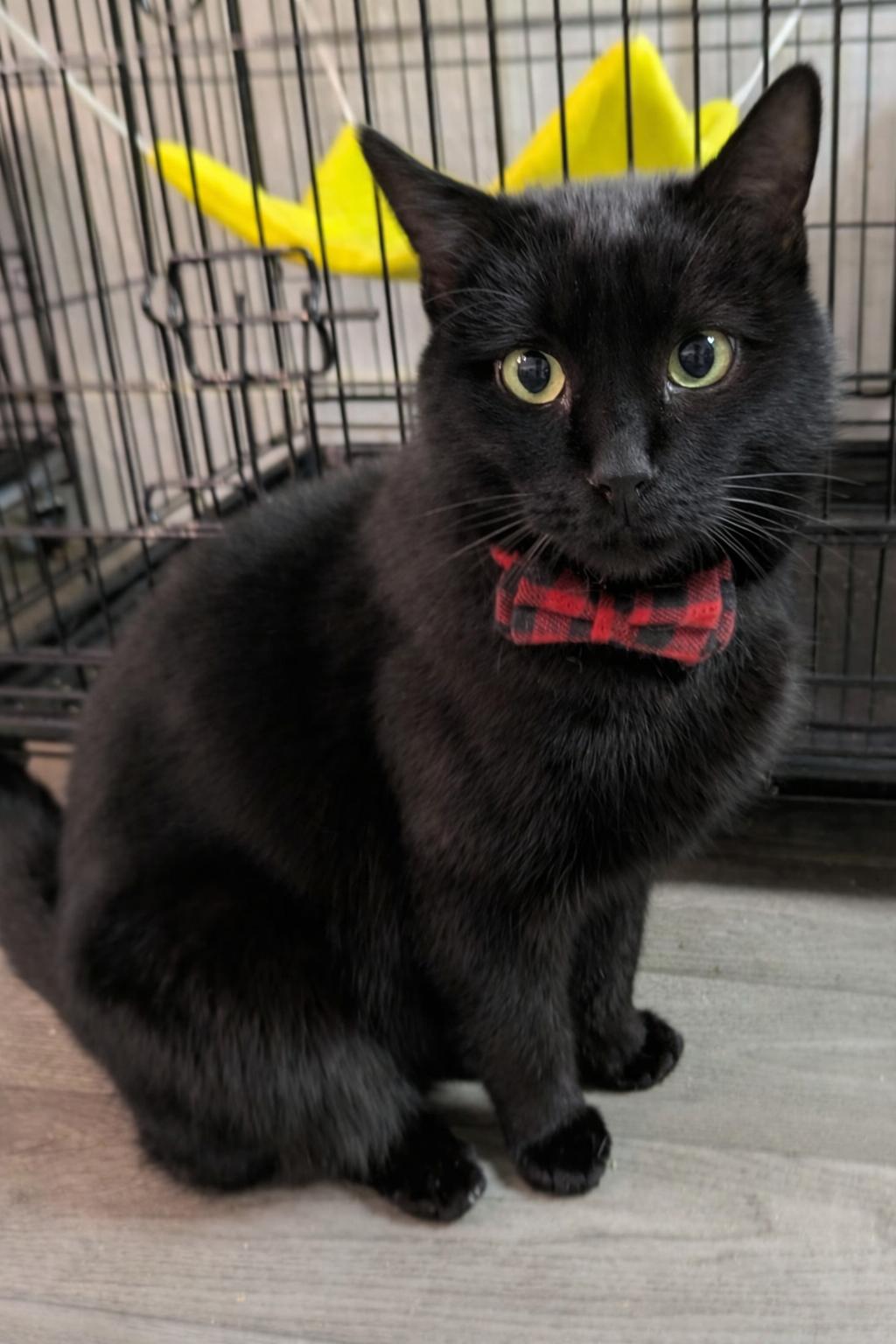 Dale, adopted, Adult Male Domestic Short Hair.