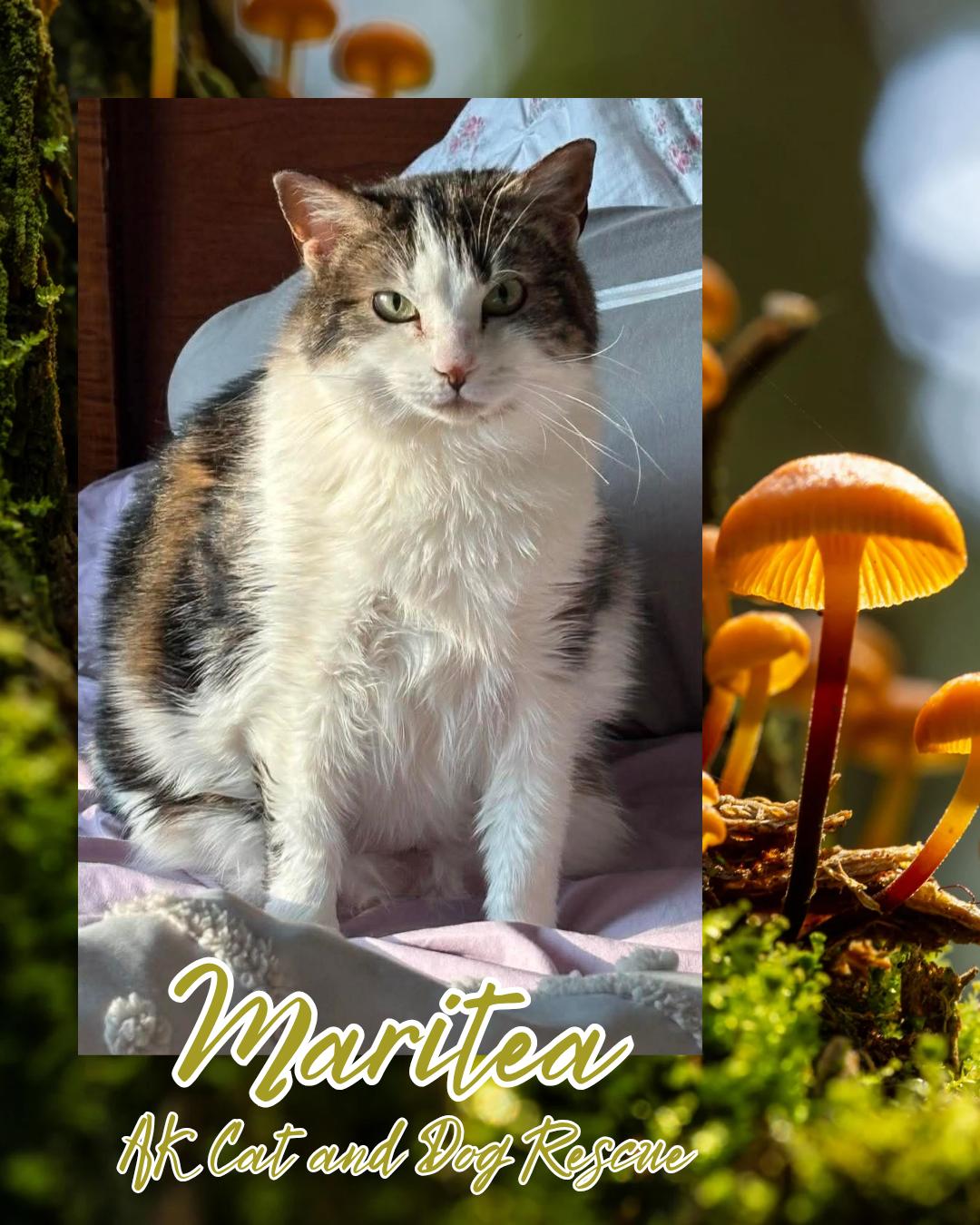 Enlarge Maritea, a Adoptable mixed breed in Wasilla, AK image 1/1