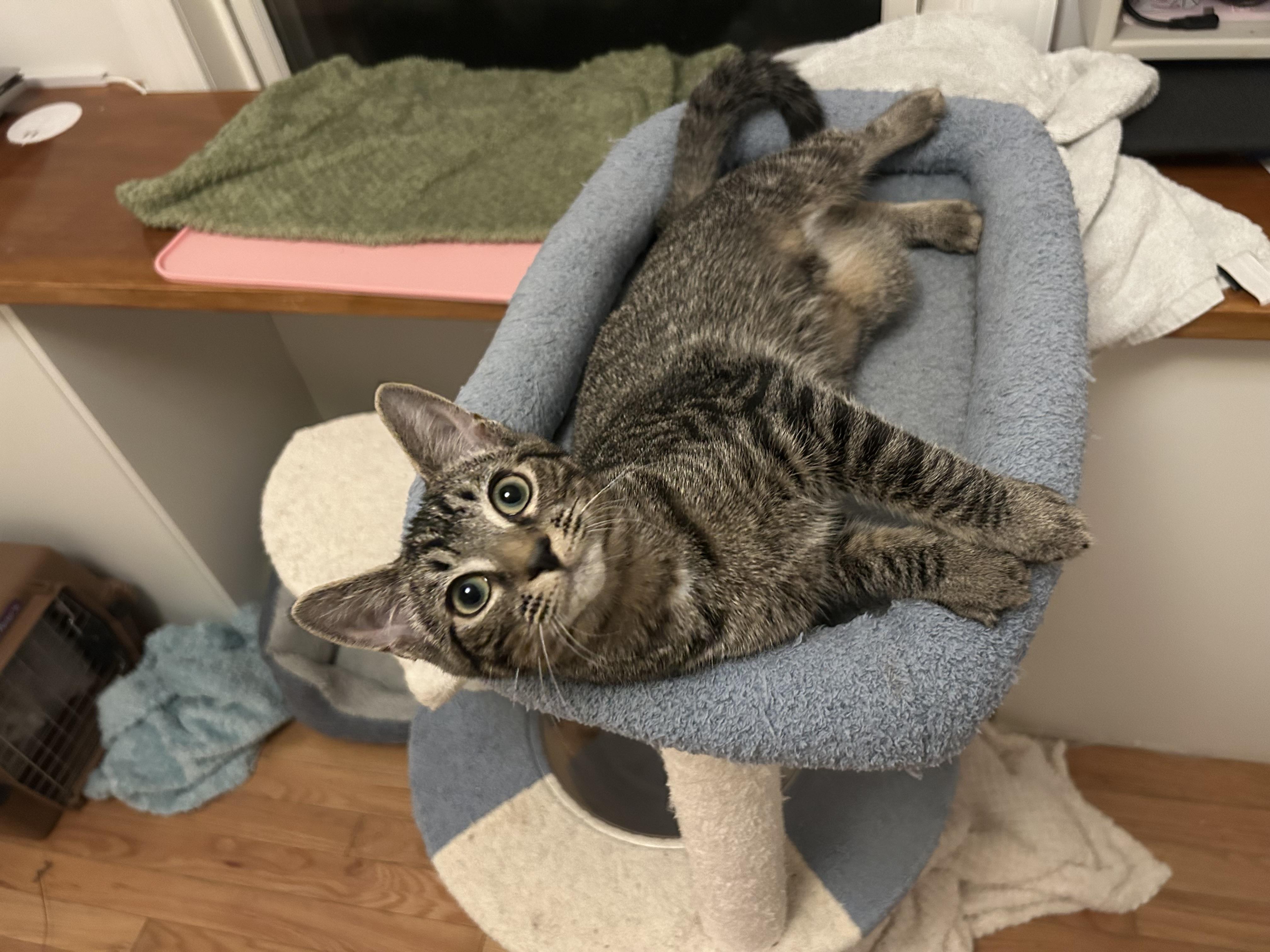 Enlarge Mary Eliza, a Adoptable Domestic Short Hair in Alexandria, VA image 3/6