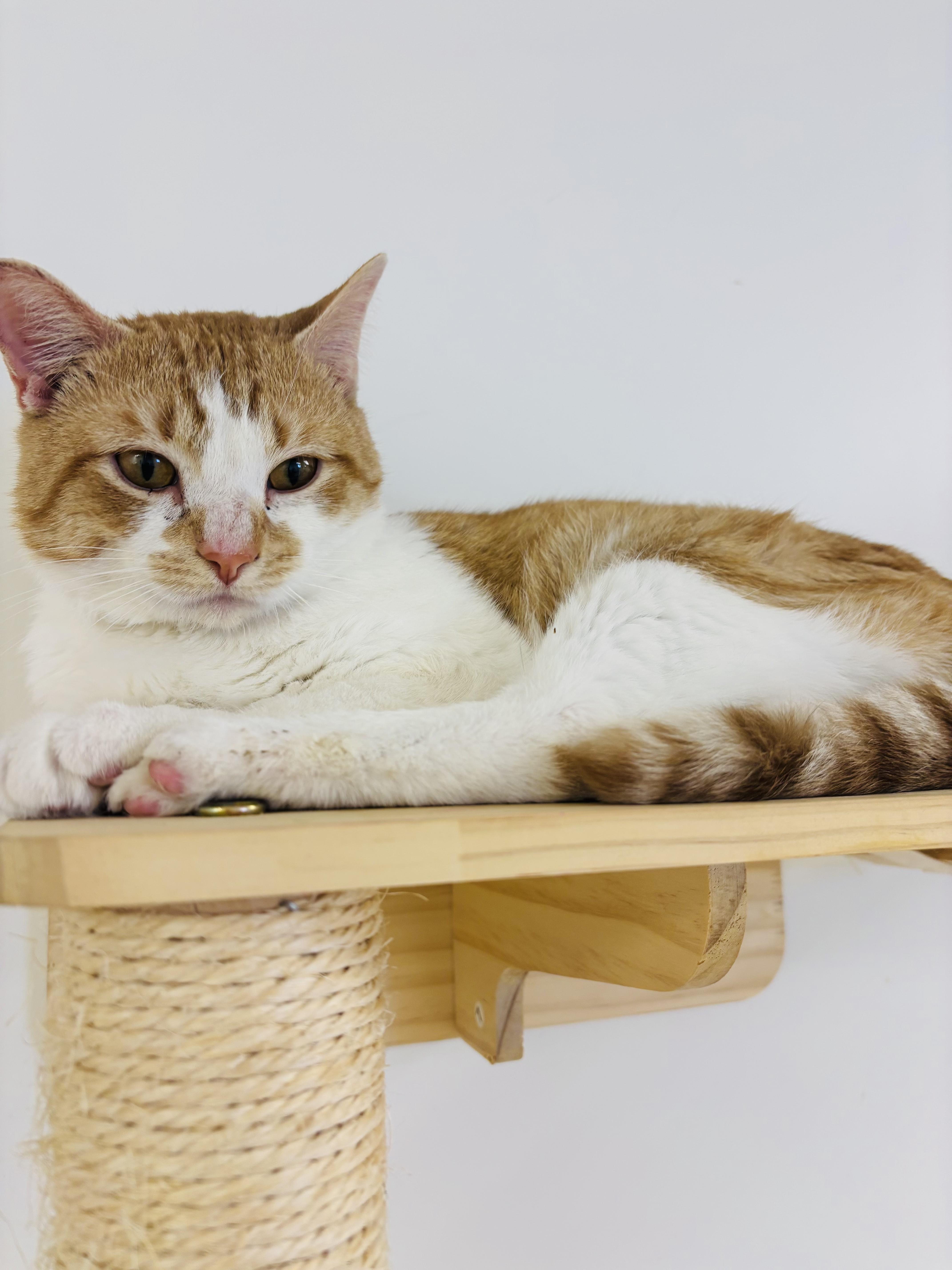 Enlarge Benji, a ADOPTABLE Domestic Short Hair in Plainville, CT image 5/6