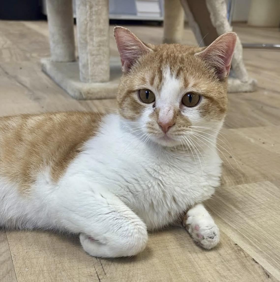 Enlarge Benji, a ADOPTABLE Domestic Short Hair in Plainville, CT image 4/6