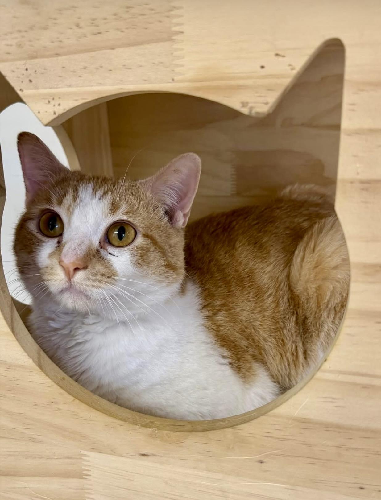 Enlarge Benji, a ADOPTABLE Domestic Short Hair in Plainville, CT image 6/6