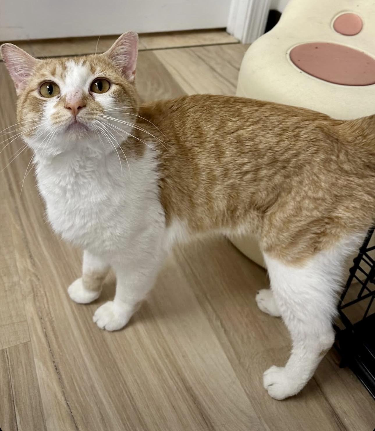 Enlarge Benji, a ADOPTABLE Domestic Short Hair in Plainville, CT image 3/6