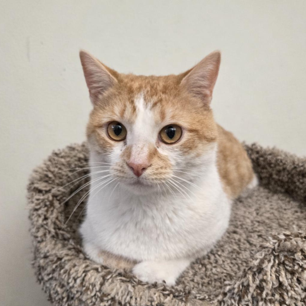Enlarge Benji, a ADOPTABLE Domestic Short Hair in Plainville, CT image 1/6