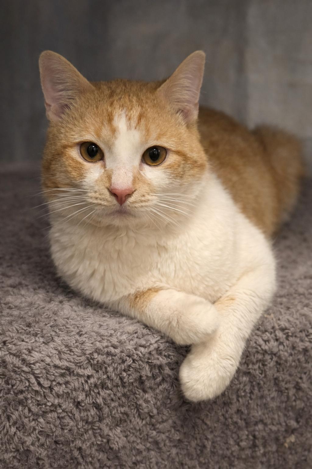 Enlarge Benji, a ADOPTABLE Domestic Short Hair in Plainville, CT image 2/6