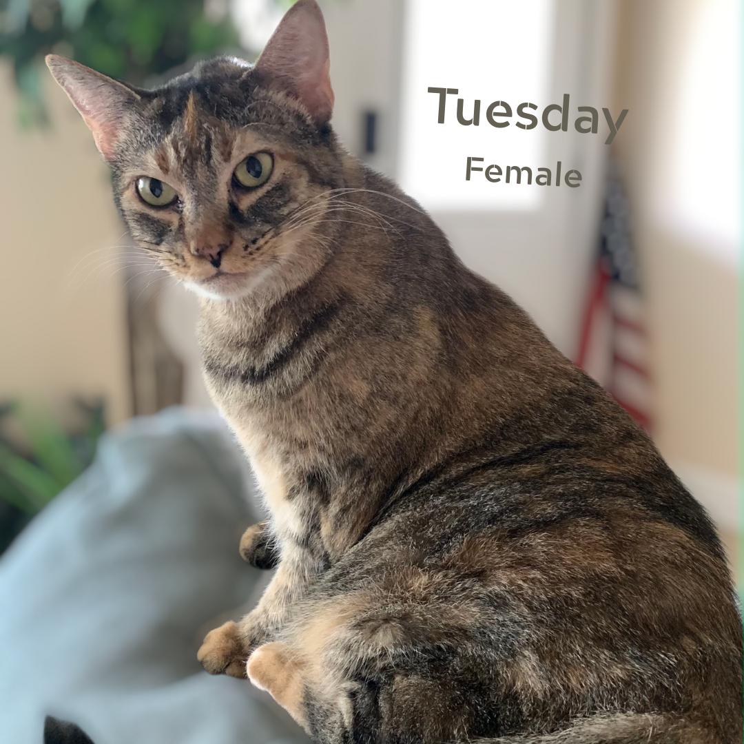 Tuesday, a Adoptable Domestic Short Hair in Largo, FL image 1/2