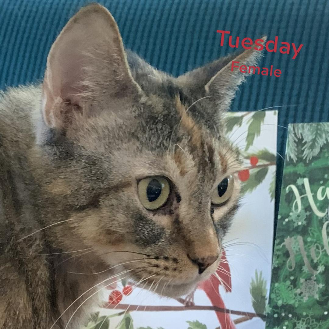 Enlarge Tuesday, an adopted Domestic Short Hair in Largo, FL image 3/3