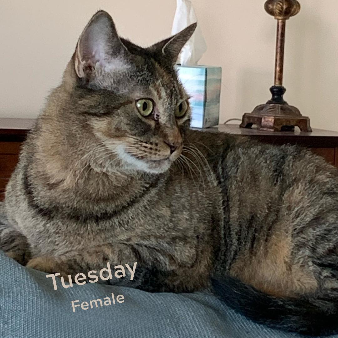 Tuesday, a Adoptable Domestic Short Hair in Largo, FL image 2/2