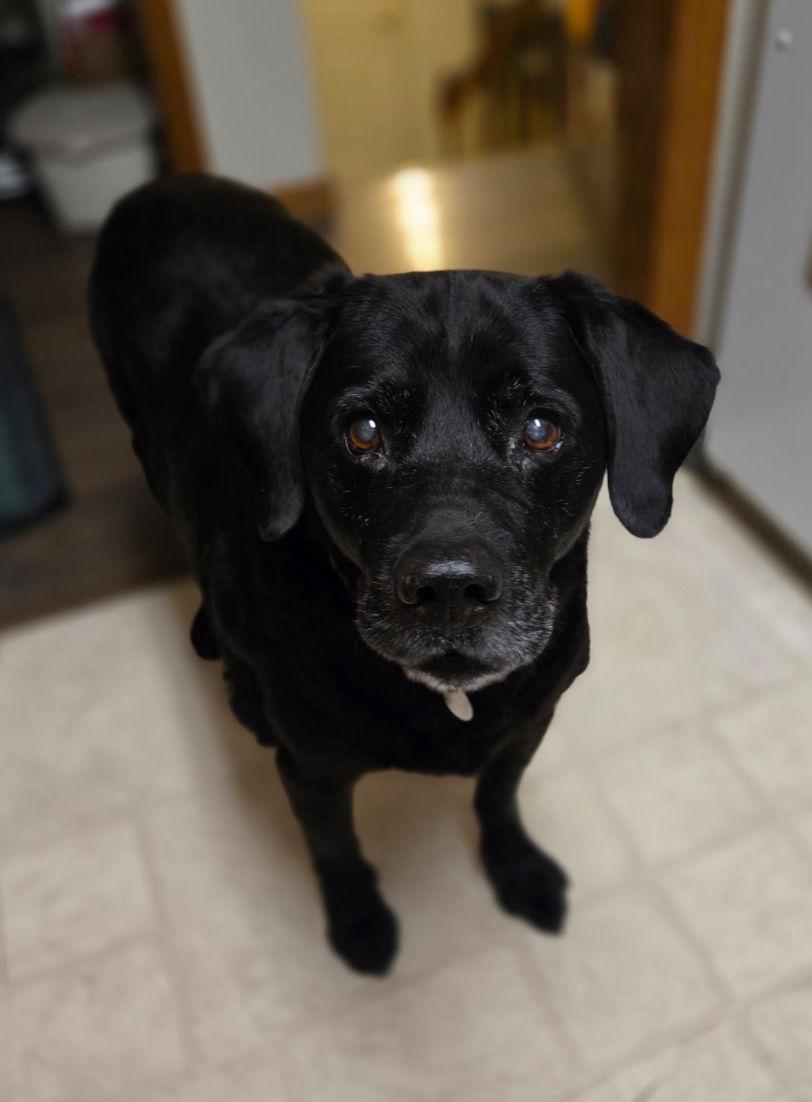 Spike, Adoptable, Senior Male Labrador Retriever.