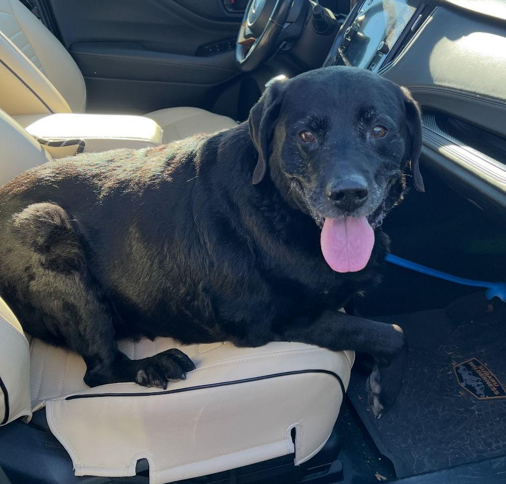 Enlarge Spike, a Adoptable Labrador Retriever in Williamsburg, IA image 2/3