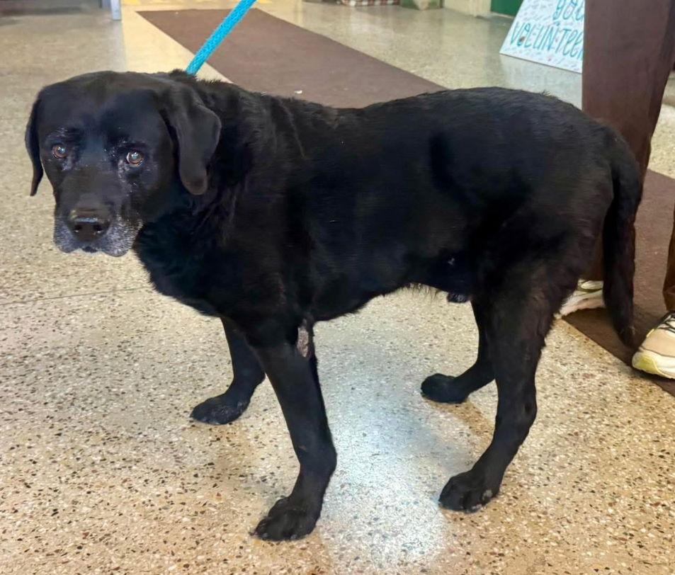 Enlarge Spike, a Adoptable Labrador Retriever in Williamsburg, IA image 3/3