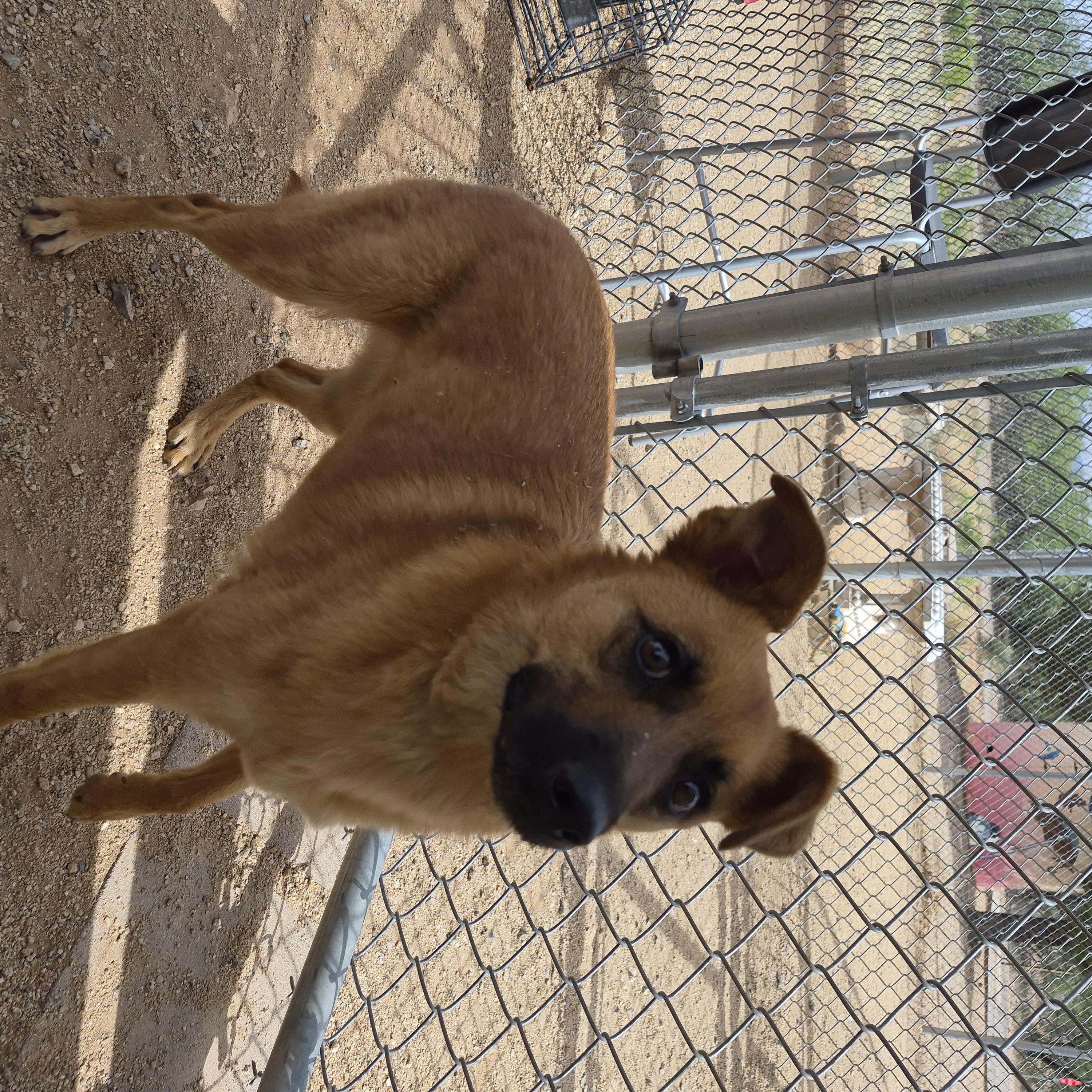 Sparkles, an adopted mixed breed in Sierra Vista, AZ image 2/2