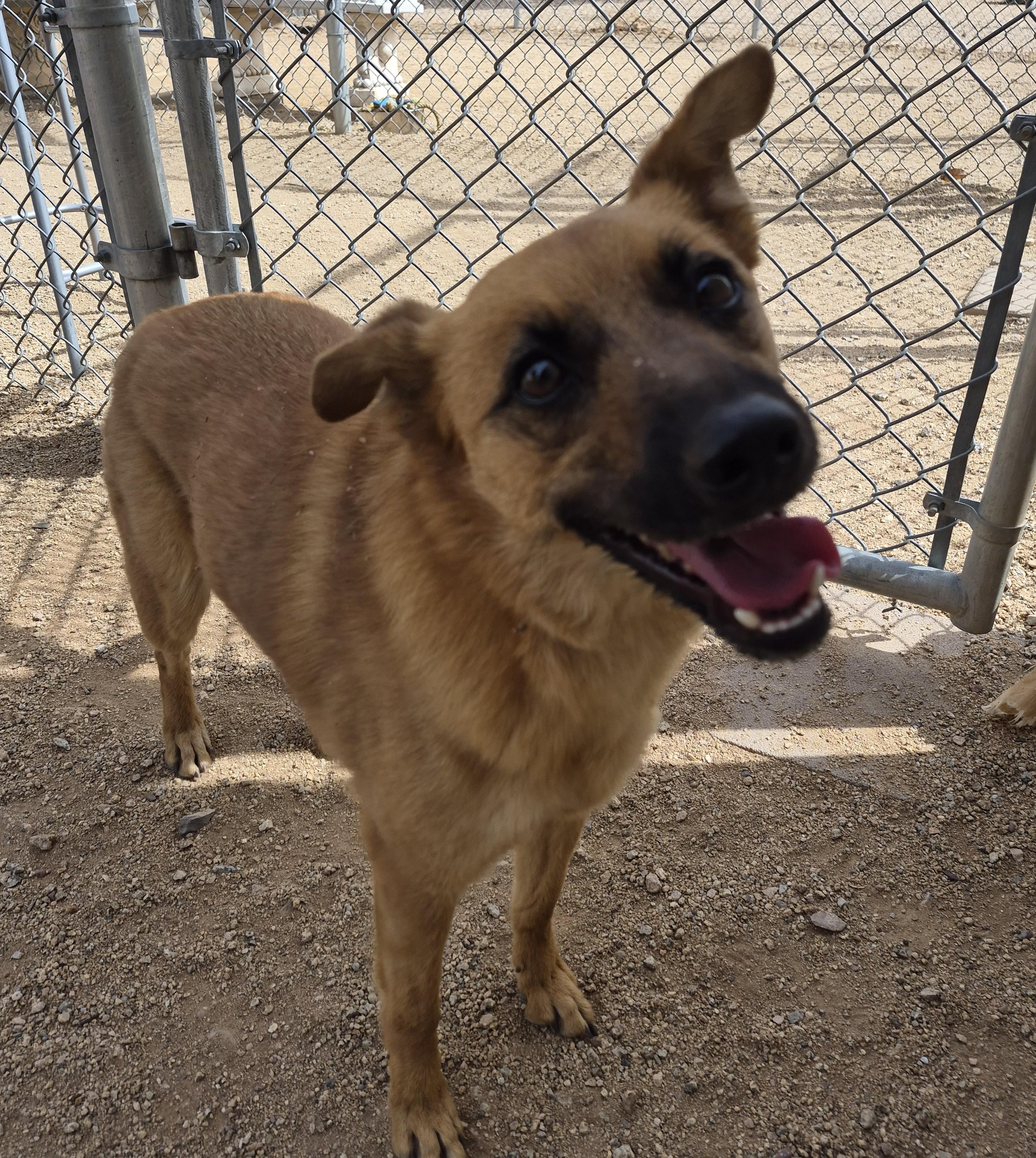 Sparkles, adopted, Adult Female German Shepherd Dog & Labrador Retriever.