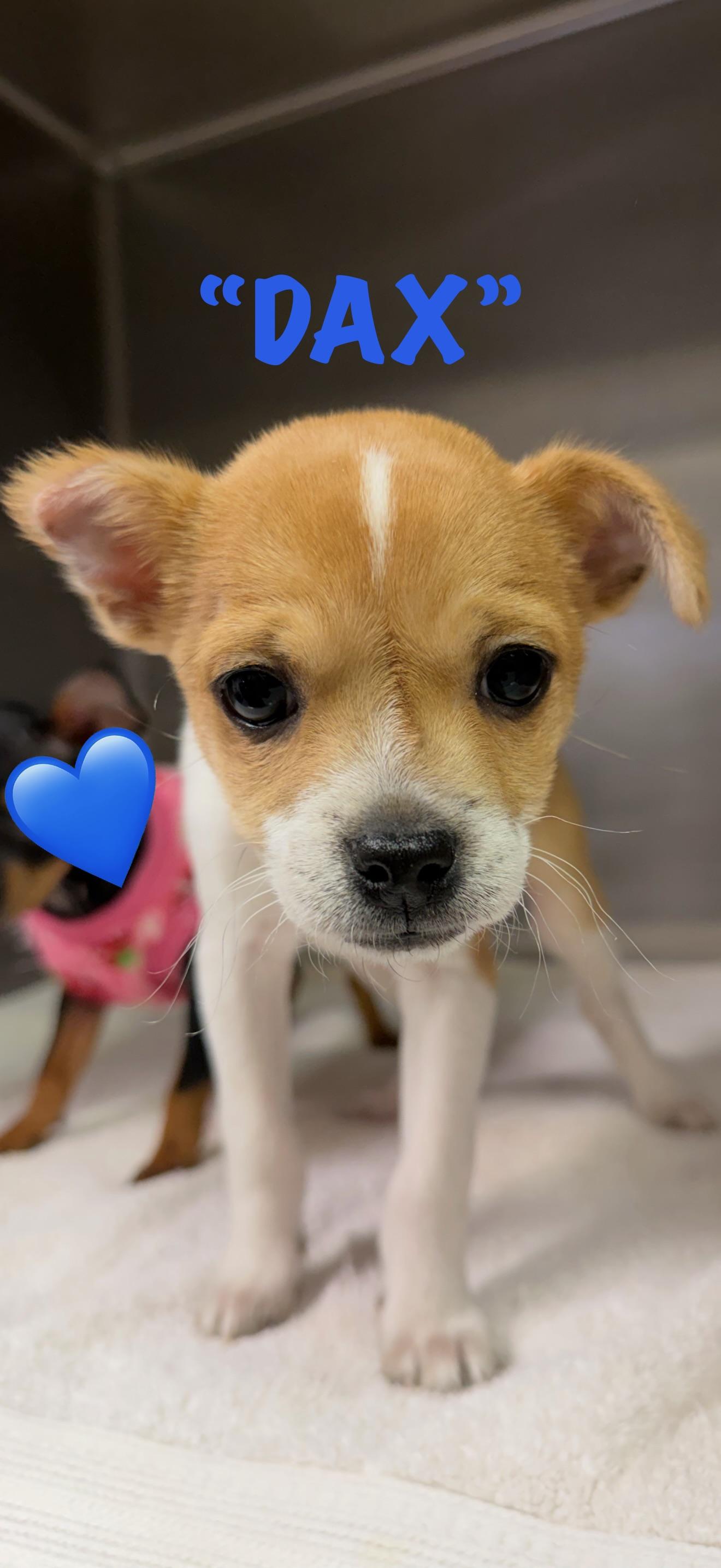 Dax, a ADOPTABLE mixed breed in Concord, CA image 1/2