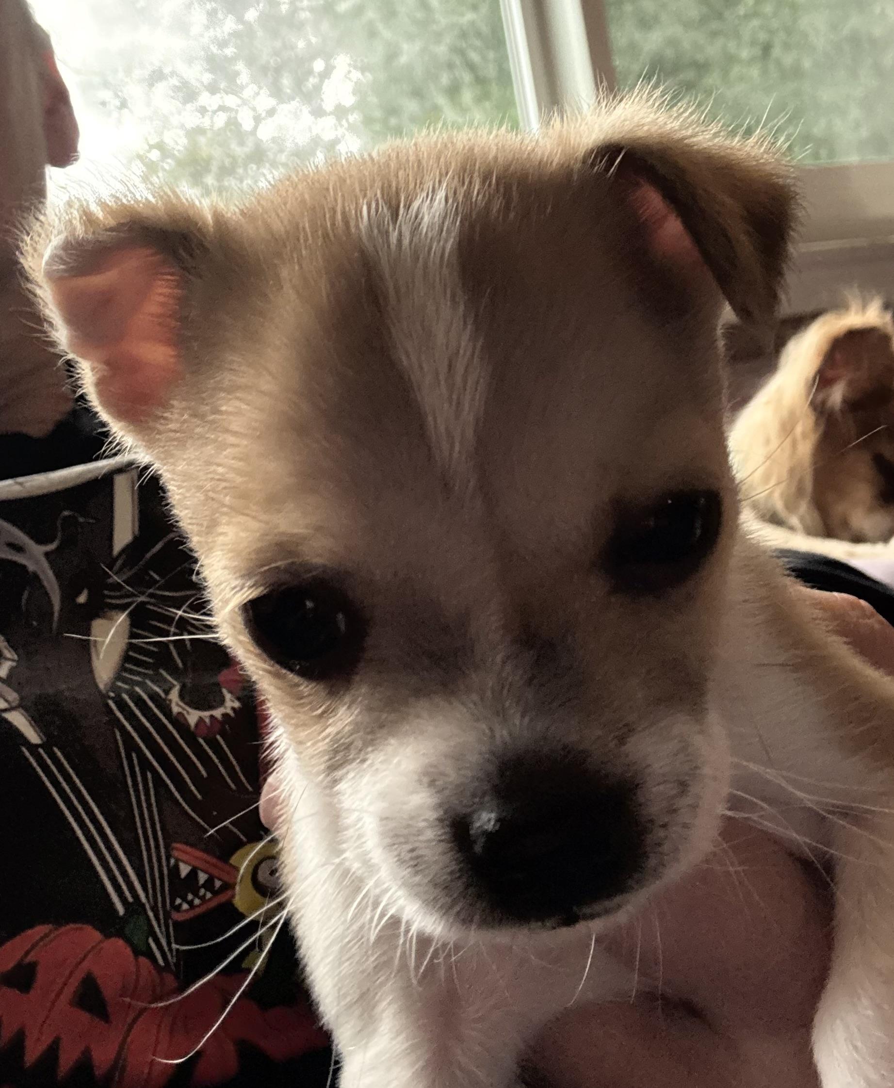 Dax, a ADOPTABLE mixed breed in Concord, CA image 2/2