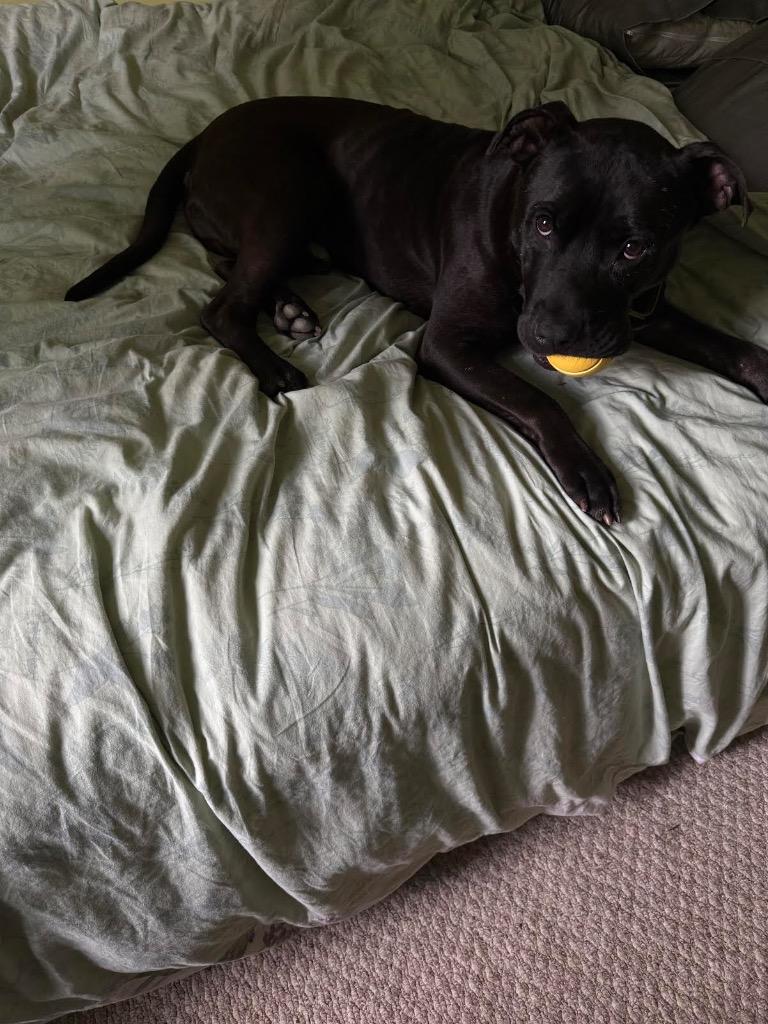Monson, Adoptable, Adult Male Labrador Retriever & Cane Corso.