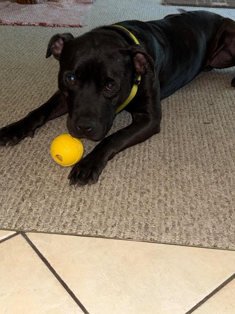 Enlarge Monson, a Adoptable mixed breed in Detroit, MI image 2/6