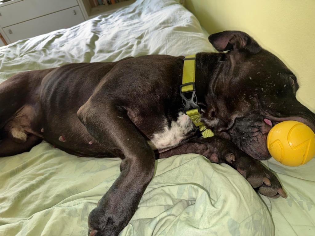 Enlarge Monson, a Adoptable mixed breed in Detroit, MI image 3/6