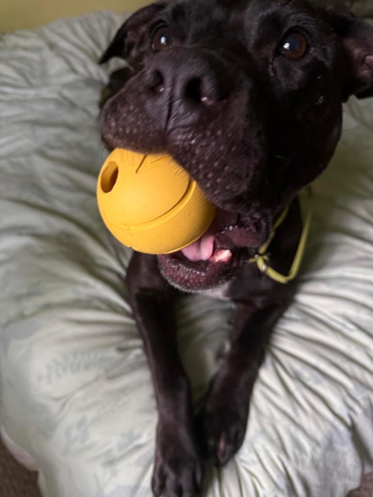 Enlarge Monson, a Adoptable mixed breed in Detroit, MI image 4/6