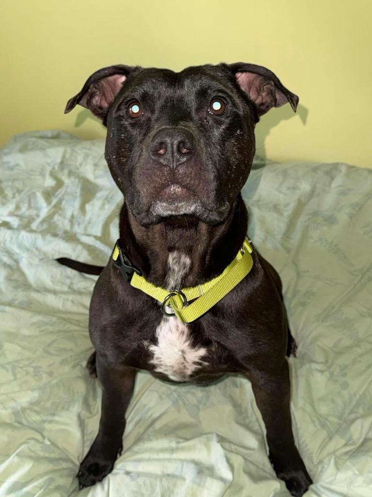 Enlarge Monson, a Adoptable mixed breed in Detroit, MI image 5/6